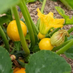 Zucchini Sun Ball F1 - Runde Ernte, voller Sonne