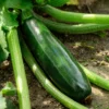 Zucchini Tarmino F1 - Frische Zucchini den ganzen Sommer