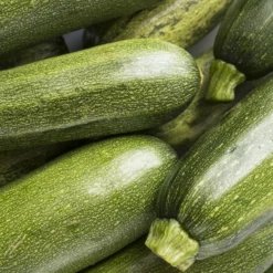 Zucchini Tarmino F1 - Frische Zucchini den ganzen Sommer