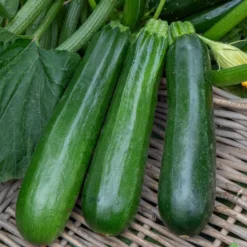 Zucchini ‘Verte non coureuse’ Bio - Ernte den ganzen Sommer