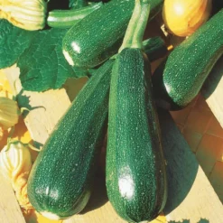 Zucchini ‘Verte non coureuse’ Bio - Ernte den ganzen Sommer