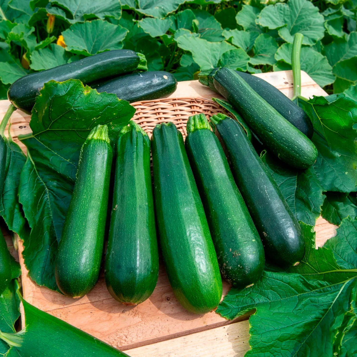 Zucchini ‘Verte non coureuse’ Bio - Ernte den ganzen Sommer