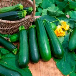 Zucchini ‘Verte non coureuse’ Bio - Ernte den ganzen Sommer