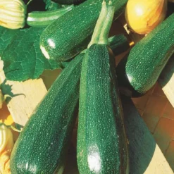 Zucchini ‘Verte non coureuse’ - Zucchini ohne Rankchaos