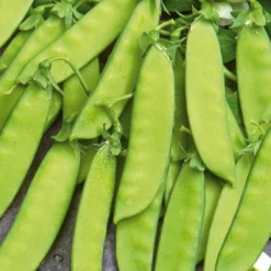 Zuckererbse Vroege Hendriks - Süße Ernte ganz früh