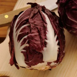 Zuckerhut-Chicorée ‘Rouge de Vérone’ - Knackig rot bis in den Winter