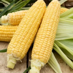 Zuckermais Golden Bantam Bio - Süße Kolben im Sommer