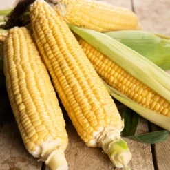 Zuckermais Golden Bantam Bio - Süße Kolben im Sommer
