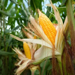 Zuckermais Golden Bantam Bio - Süße Kolben im Sommer