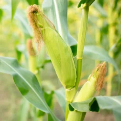 Zuckermais Golden Bantam Bio - Süße Kolben im Sommer