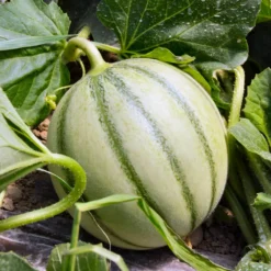 Zuckermelone Edgar F1 Pflanze - Süße Melonen selbst geerntet