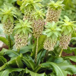 Zweifarbige Ananaslilie (x3) - Exotik im eigenen Beet