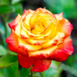 Zweifarbige Strauchrose - Zwei Farben, ein Wow-Effekt