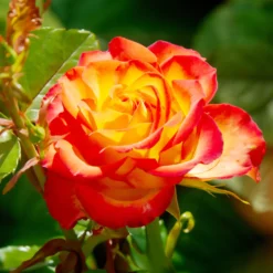 Zweifarbige Strauchrose - Zwei Farben, ein Wow-Effekt