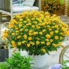 Zweizahn (Bidens) (x3) - Blüht bis in den Herbst