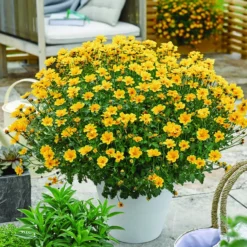 Zweizahn (Bidens) (x3) - Blüht bis in den Herbst