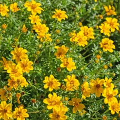 Zweizahn (Bidens) (x3) - Blüht bis in den Herbst