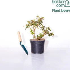 Zwerg-Alpenrose Princess Anne - Zartgelbe Blüten, kompakt