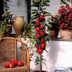 Zwerg-Apfelbaum Braeburn - Eigene Äpfel vom Balkon