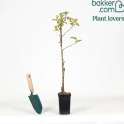 Zwerg-Apfelbaum Braeburn - Eigene Äpfel vom Balkon