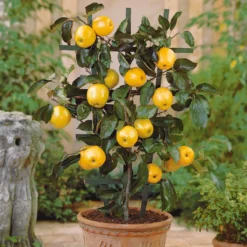 Zwerg-Apfelbaum Golden Yellow Spur - Äpfel ernten auf dem Balkon
