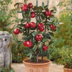 Zwergapfel ‘Red Spur Delicious’ - Große Äpfel, kleiner Baum
