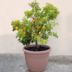 Zwergaprikose ‘Aprigold’ - Aprikosen frisch vom Balkon
