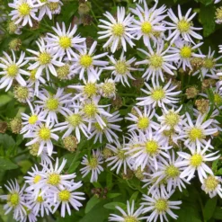 Zwergaster 'Asran' - Blütenmeer bis in den Herbst