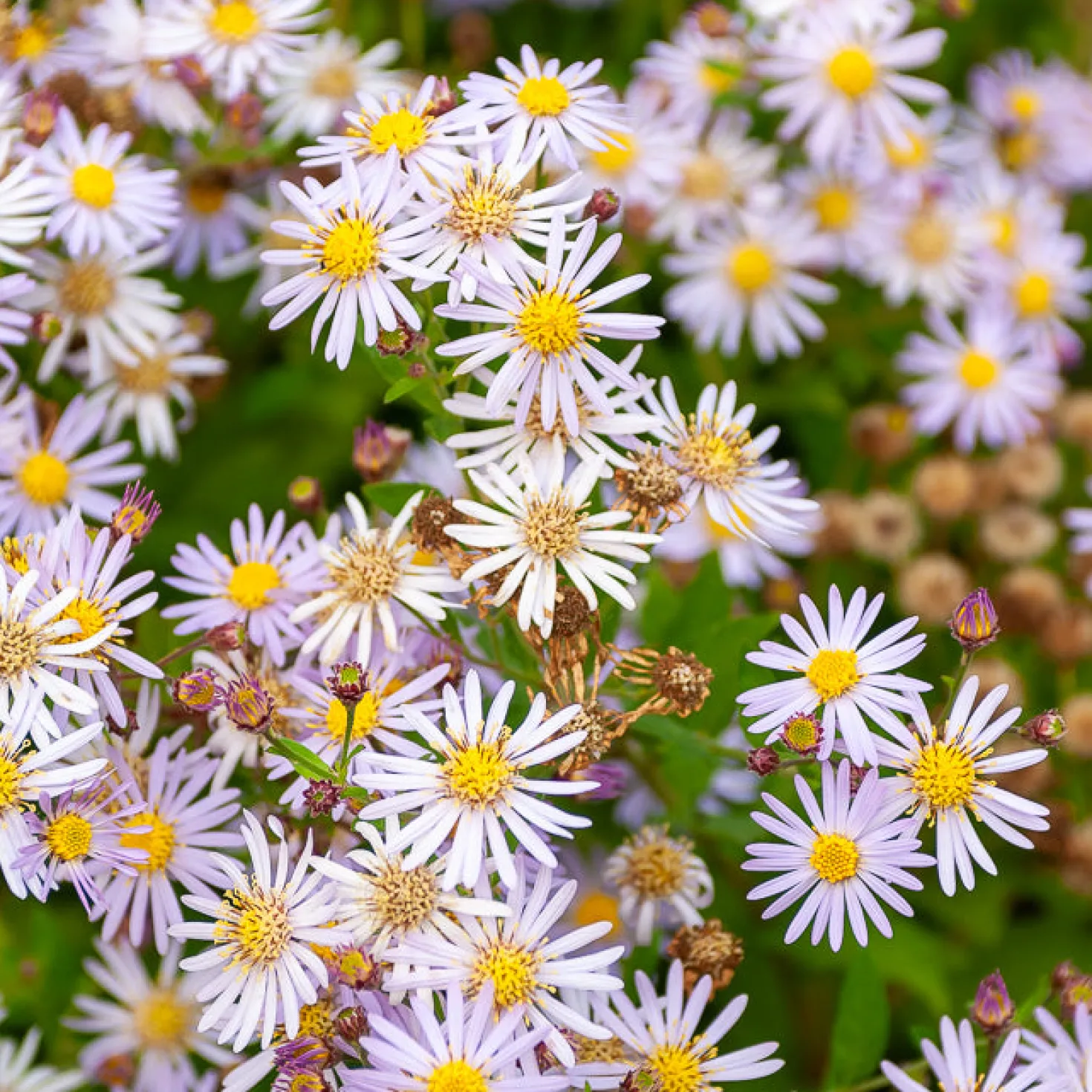 Zwergaster 'Asran' - Blütenmeer bis in den Herbst