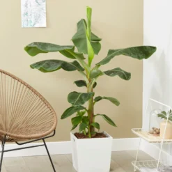 Zwergbanane 'Dwarf Cavendish' - Tropisches Flair für zuhause