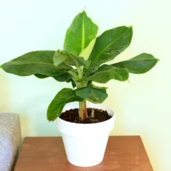 Zwergbanane Dwarf Cavendish - Echte Bananen vom Balkon