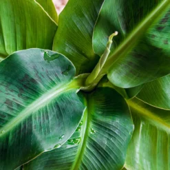 Zwergbanane Dwarf Cavendish - Echte Bananen vom Balkon