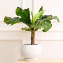 Zwergbanane Dwarf Cavendish - Echte Bananen vom Balkon