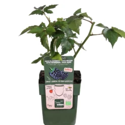 Zwerg-Brombeere 'Little Black Prince' - Süße Brombeeren ohne Dornen