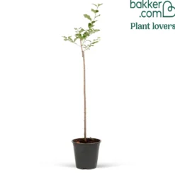 Zwergflieder 'Palibin'™ - Duftflieder für kleine Gärten