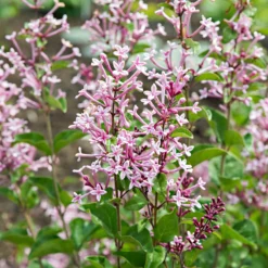 Zwergflieder 'Pink Parfume' - Flieder, der zweimal blüht