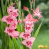 25 Zwerggladiolen rosa - Zarte Blüten, große Wirkung