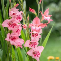 25 Zwerggladiolen rosa - Zarte Blüten, große Wirkung