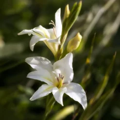Zwerg-Gladiole The Bride (x20) - Zartes Weiß im Frühsommer