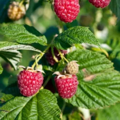 Zwerg-Himbeere 'Sweet Sister' - Süße Ernte auf Balkongröße