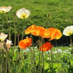 Zwergiger Island Mohn Gartenzwerg - Farbenmeer im Miniformat