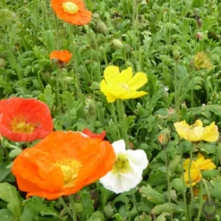 Zwergiger Island Mohn Gartenzwerg - Farbenmeer im Miniformat