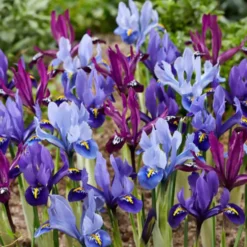 Zwerg-Iris Mischung (x25) - Frühe Farbe im Garten