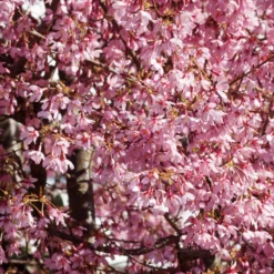 Zwerg-Japanische Zierkirsche Paean - Kirschblüte auf kleinstem Raum