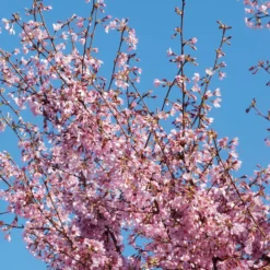 Zwerg-Japanische Zierkirsche Paean - Kirschblüte auf kleinstem Raum
