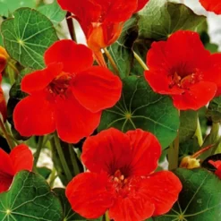 Zwergkapuzinerkresse Empress of India rot - Essbare Blüten in Rot