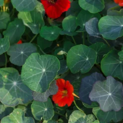 Zwergkapuzinerkresse Empress of India rot - Essbare Blüten in Rot