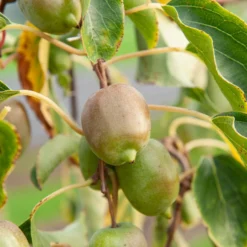 Zwerg-Kiwi Kens Red - Süße Kiwis ohne Schälen