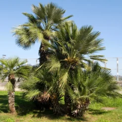 Zwergpalme ‘Sicilia’ - Mediterranes Flair sofort