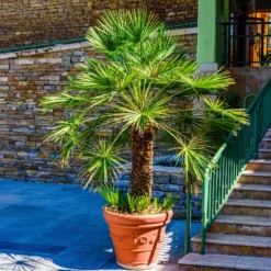 Zwergpalme Vulcano - Mediterranes Flair für Zuhause